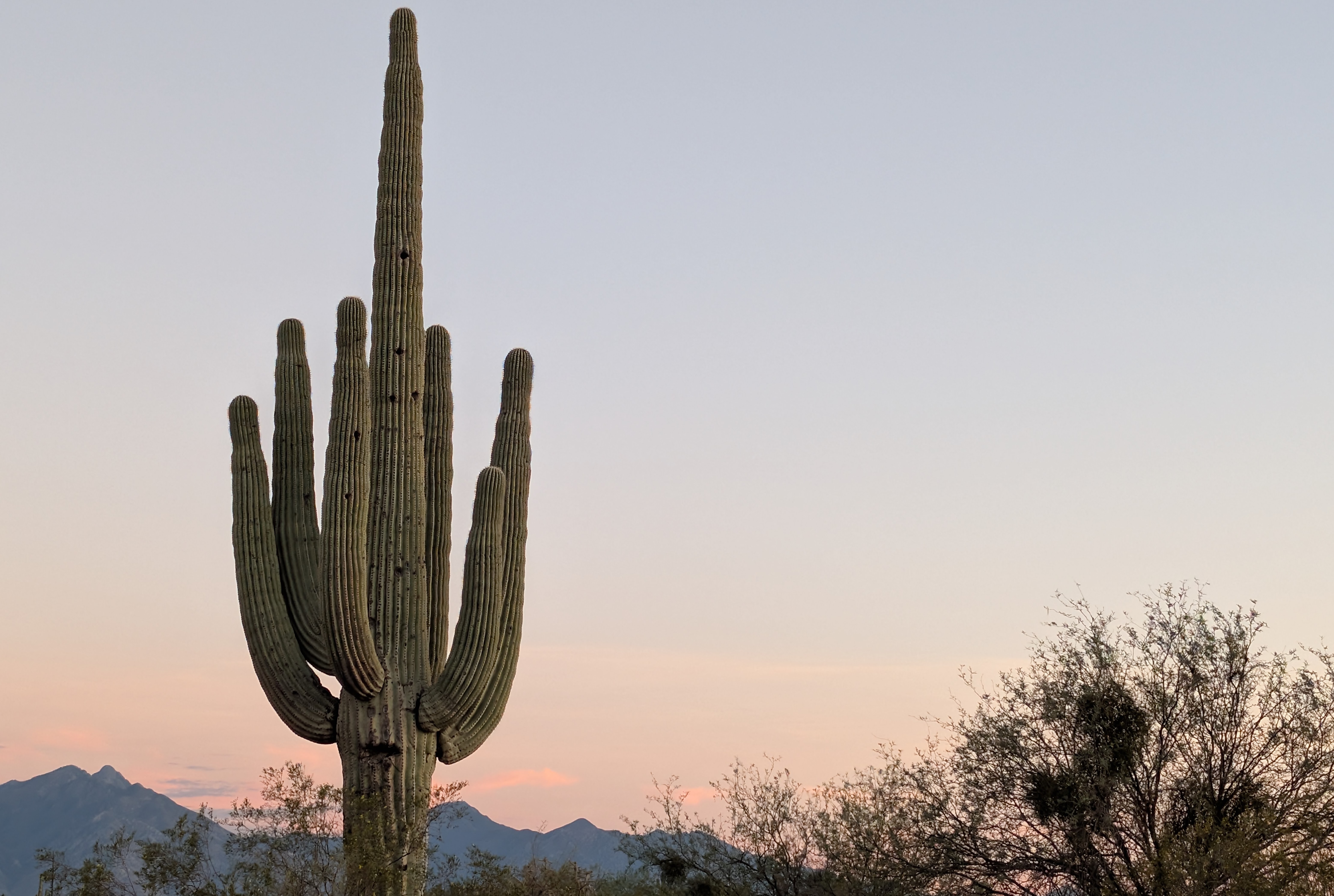 Tucson Saguaro Sunset